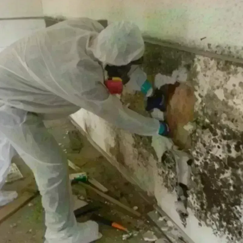 Mold Remediation and Removal in Chemung County, NY